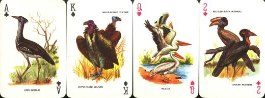 11555 Birds 11555 Birds