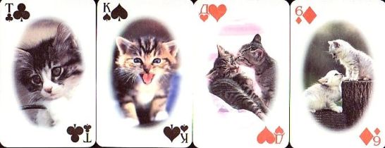 11799 Katzen 11799 Katzen