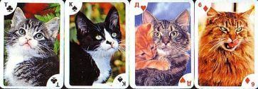 11847 Katzen Box B 11847 Katzen Box B