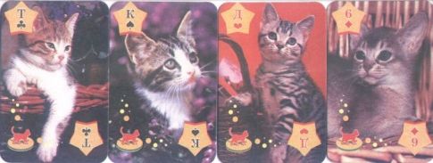 12525 Junge Katzen 12525 Junge Katzen