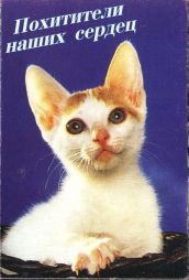 12525 Junge Katzen Box RS 12525 Junge Katzen Box RS