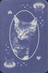 12525 Junge Katzen RS 12525 Junge Katzen RS
